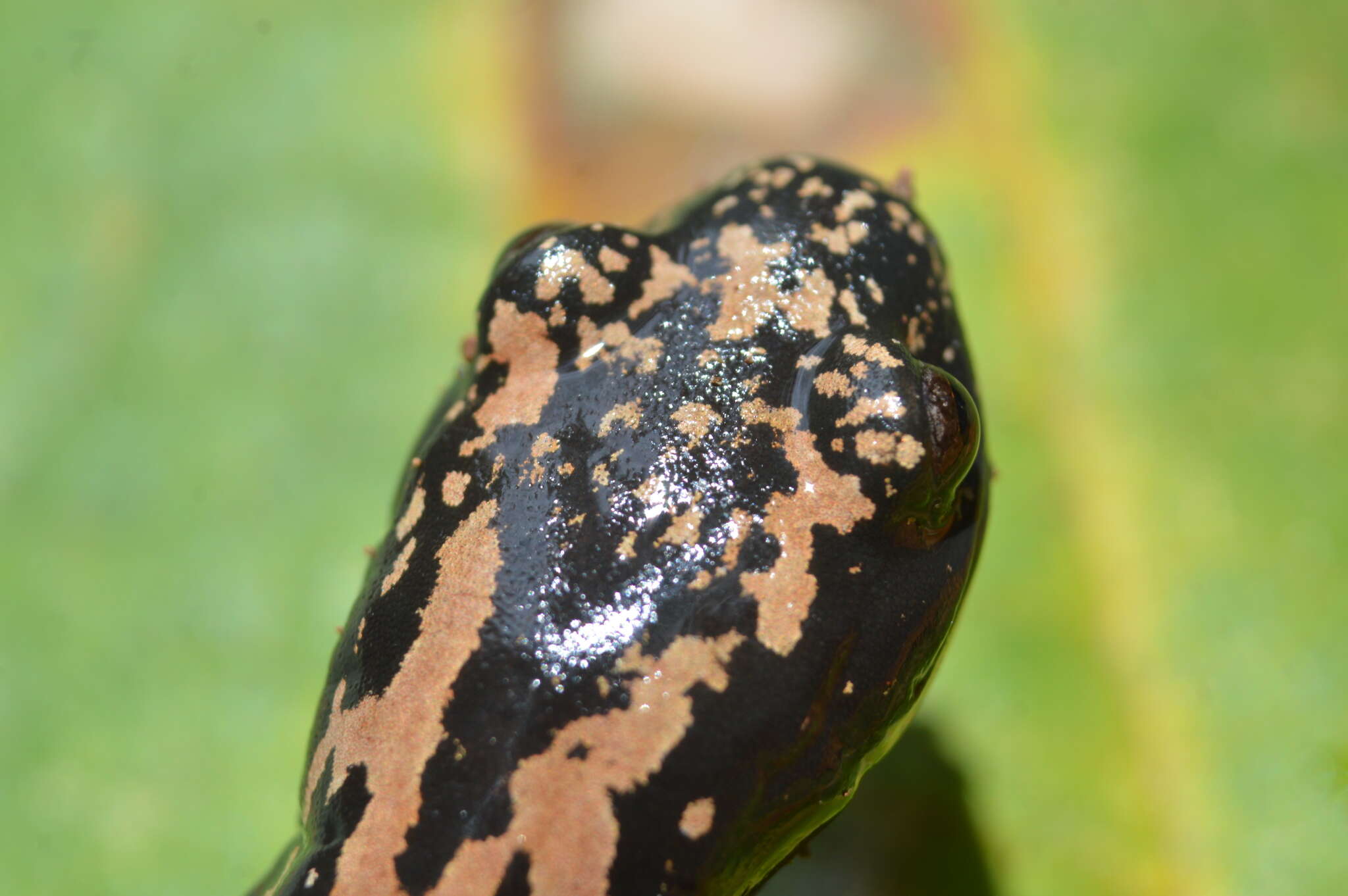 Image of Broadfoot Mushroomtongue Salamander