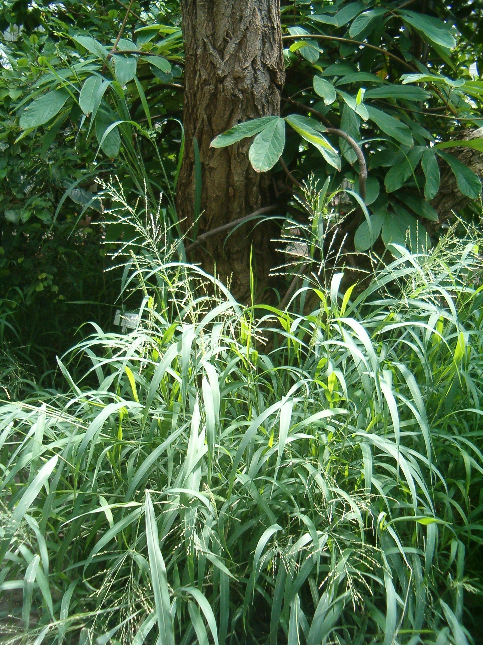 guinea-grass-encyclopedia-of-life