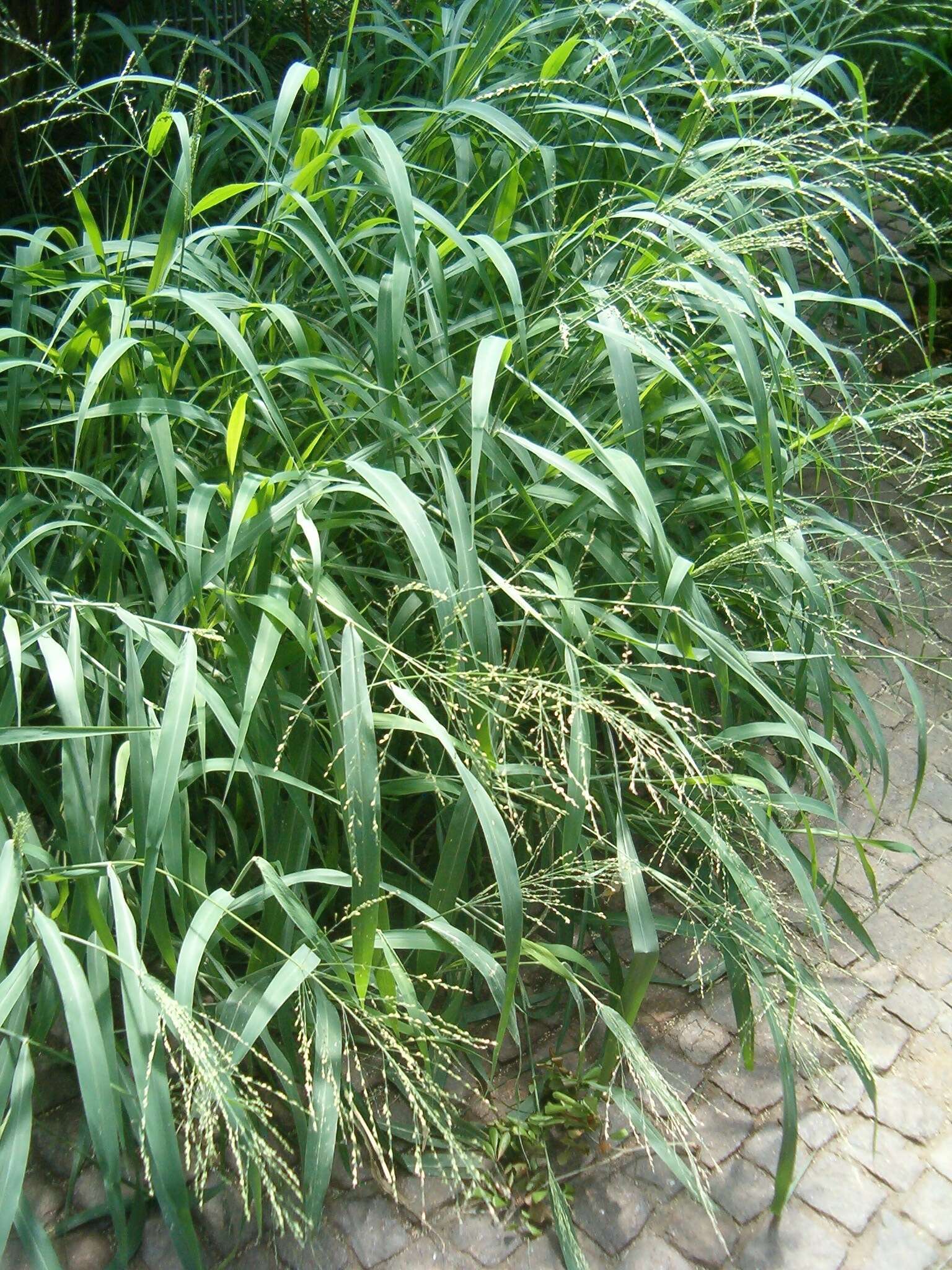 Image of Guinea Grass