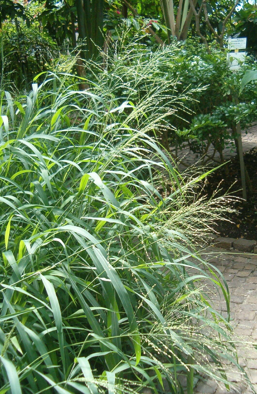 Imagem de Panicum maximum Jacq.