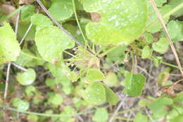 Imagem de Centella eriantha (Rich.) Drude