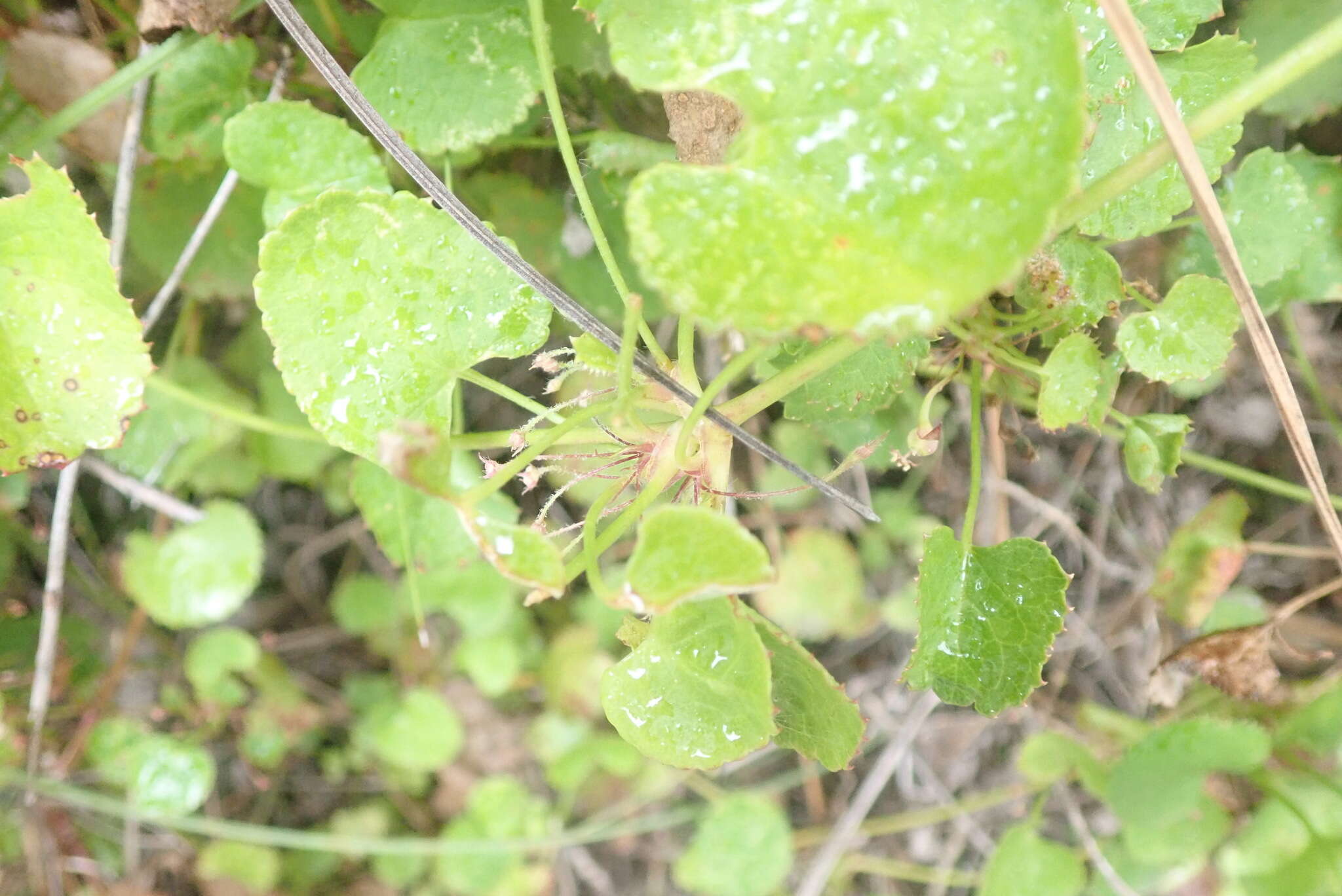 Image of Centella eriantha (Rich.) Drude