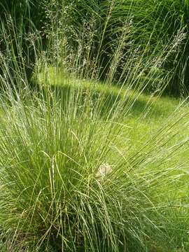 Image of prairie dropseed