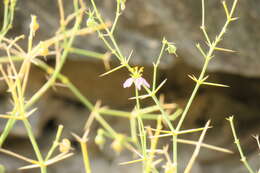 Image of Fagonia indica Burm. fil.