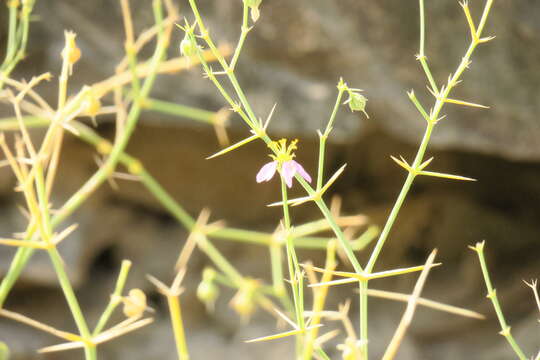 Image of Fagonia indica Burm. fil.