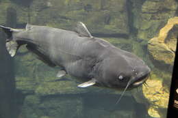 Image of Blue catfish