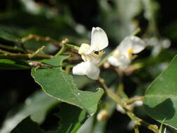 Image of Baphia racemosa (Hochst.) Baker