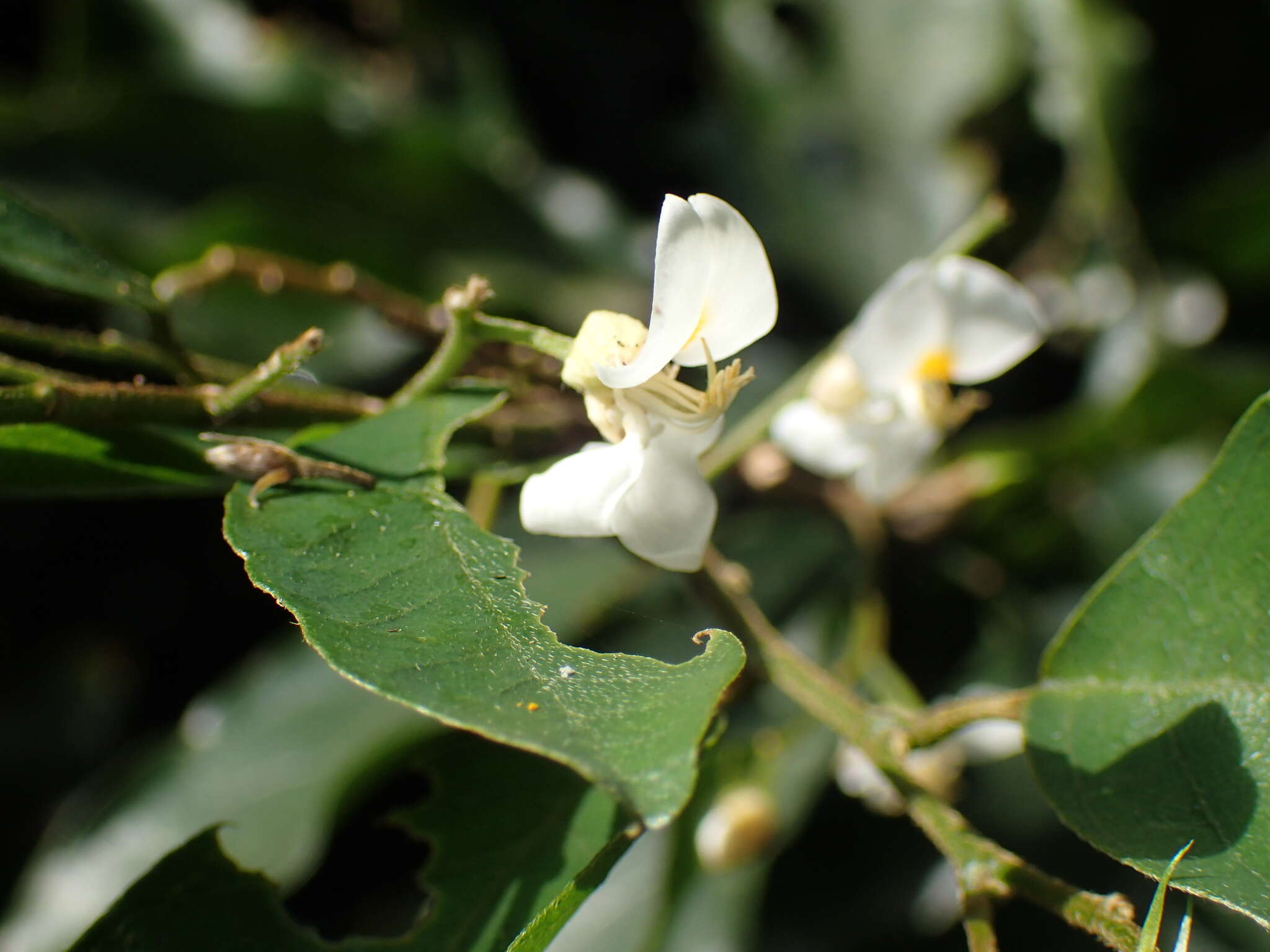 Image of Baphia racemosa (Hochst.) Baker