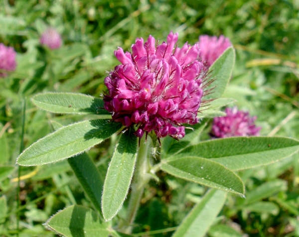 Image of clover