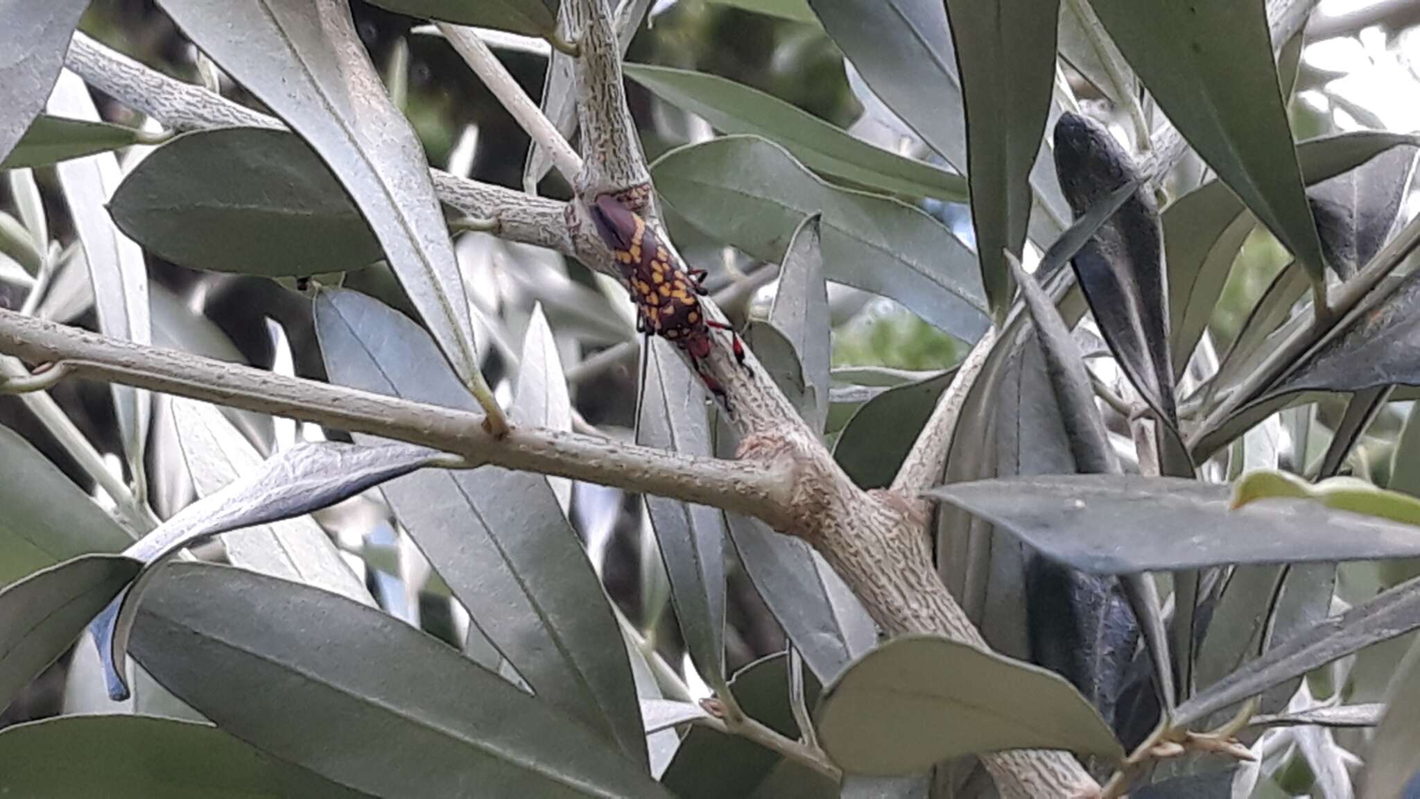 Image of Cicciana latreillei (Distant 1908)