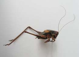 Image of dark bush-cricket