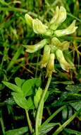 Image of licorice milkvetch