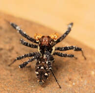 Image of Longleg Dandy Jumping Spider