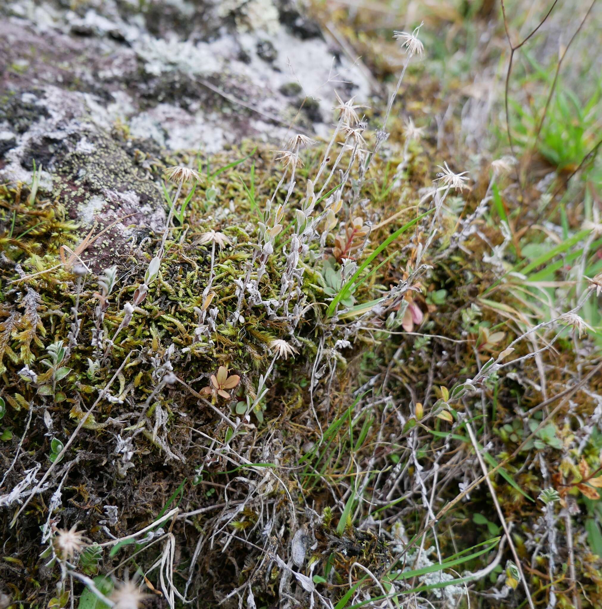 Image de Helichrysum filicaule Hook. fil.