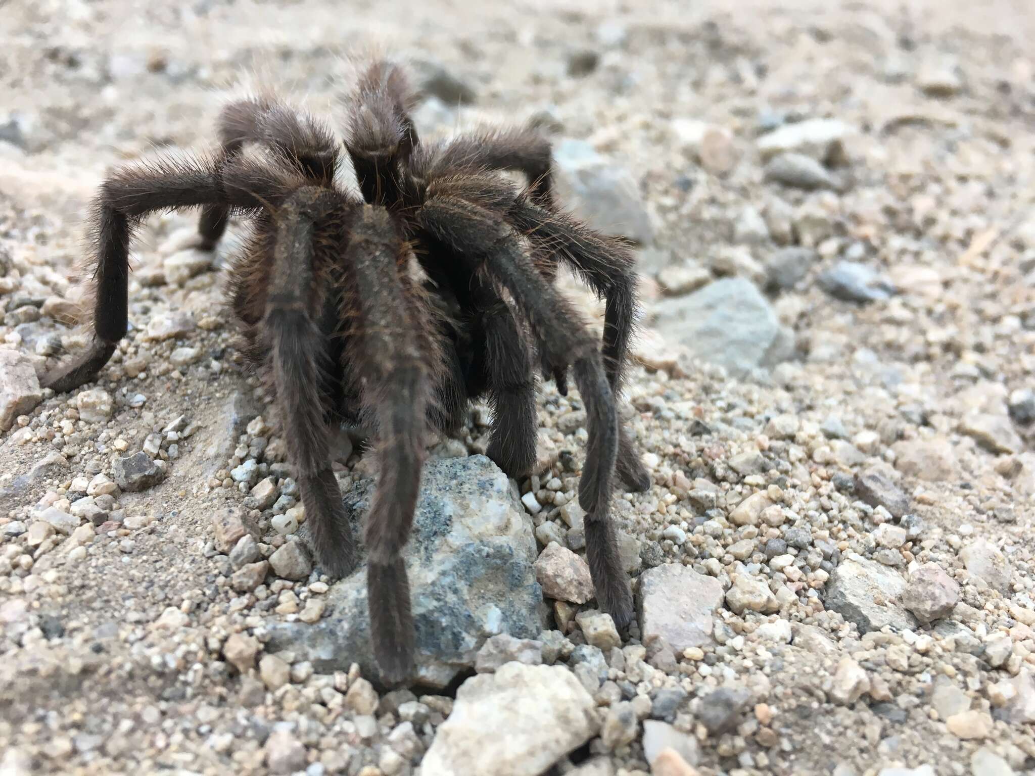 Image of Aphonopelma eutylenum Chamberlin 1940