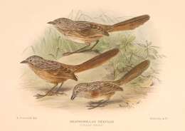 Image of Thick-billed Grasswren