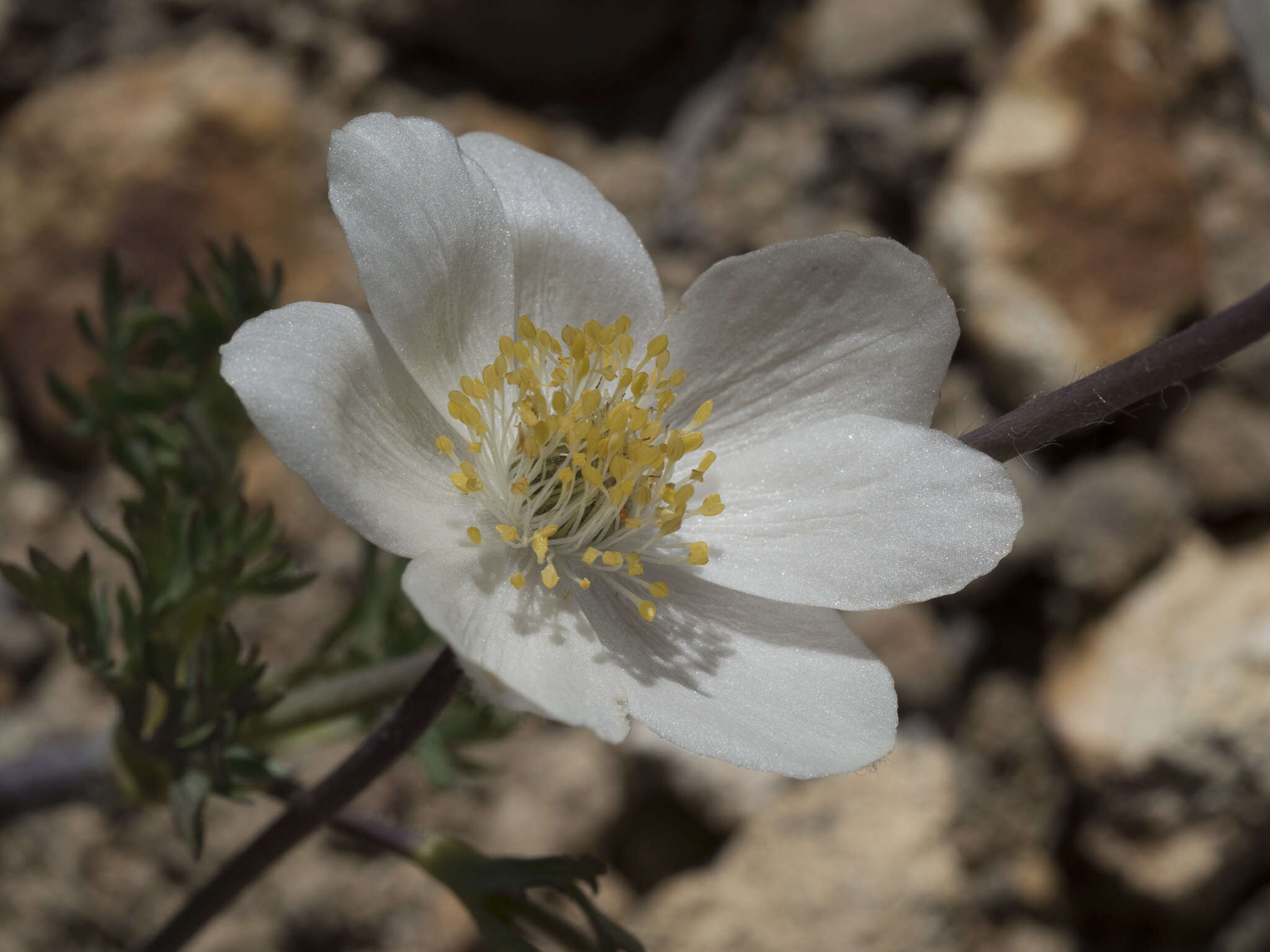 Image of Drummond's anemone