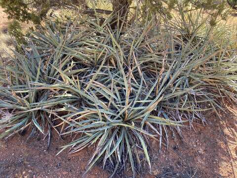 Yucca baccata var. baccata的图像