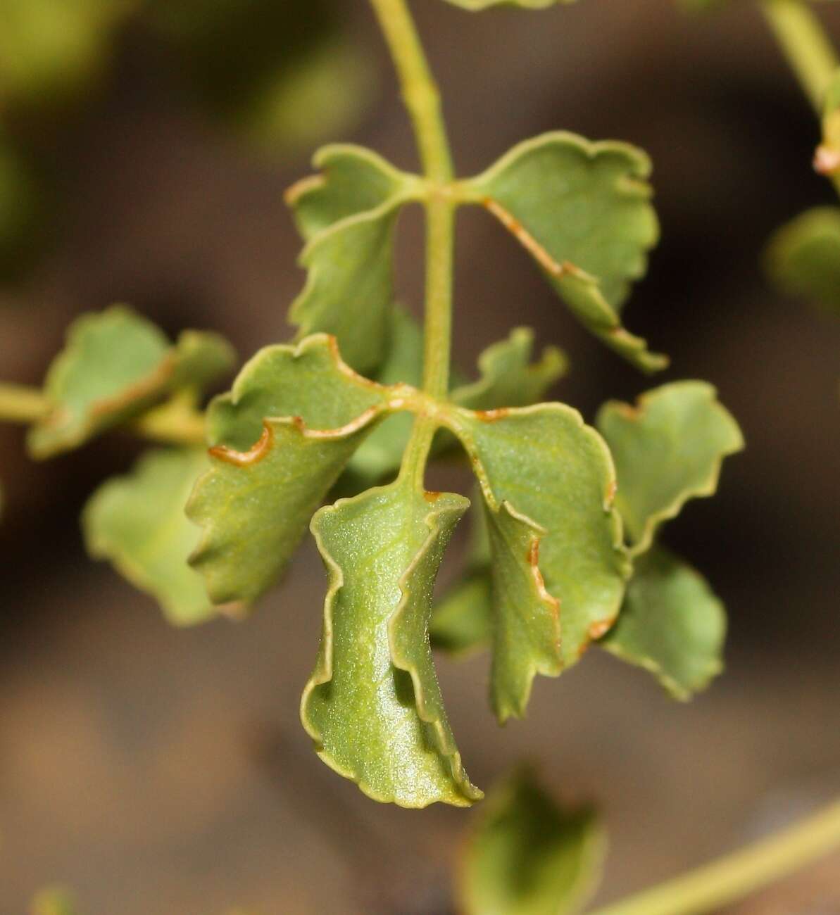 Plancia ëd Commiphora saxicola Engl.