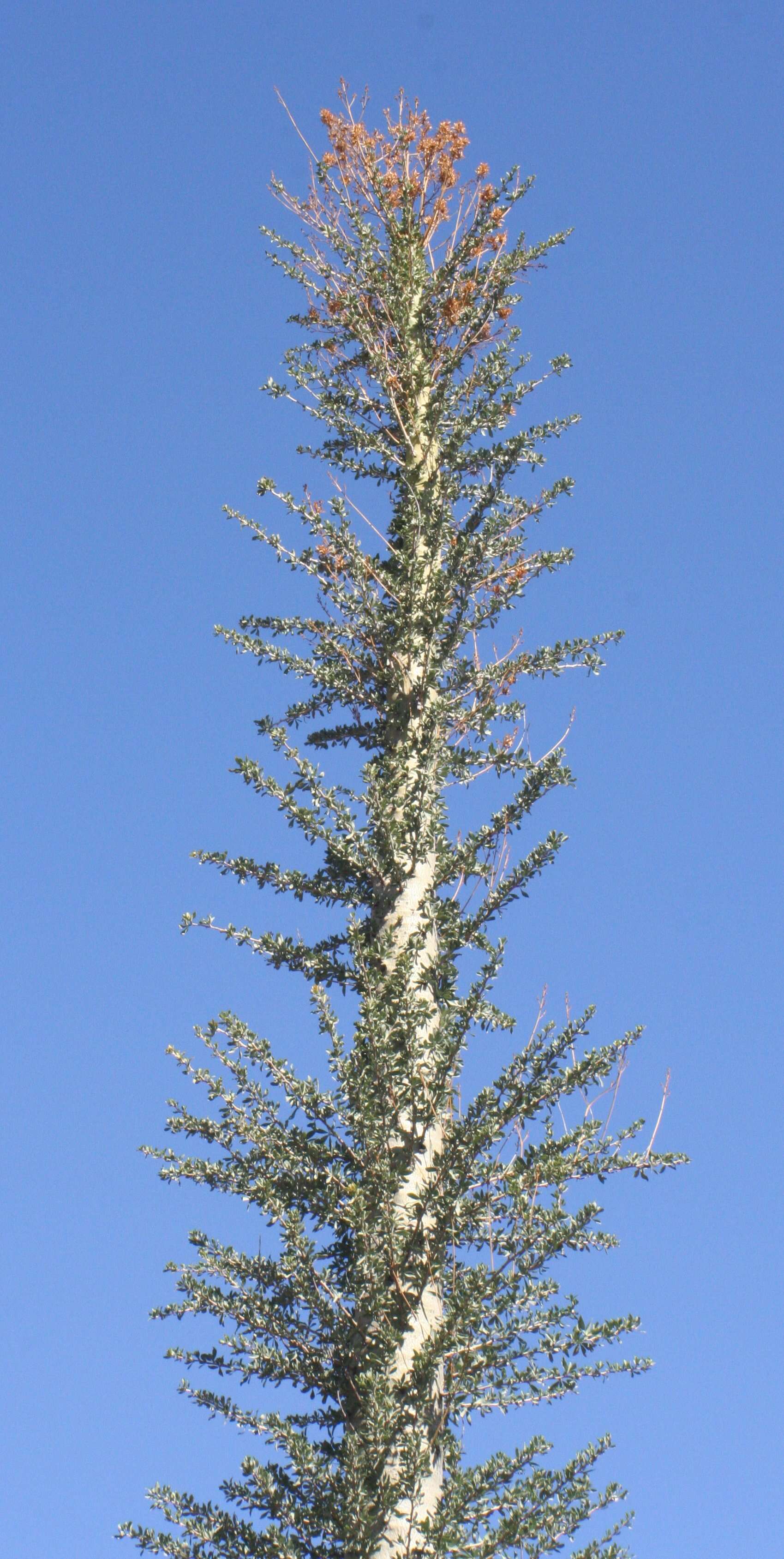 Image of boojum tree