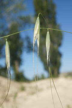 صورة Avena sterilis subsp. ludoviciana (Durieu) Gillet & Magne