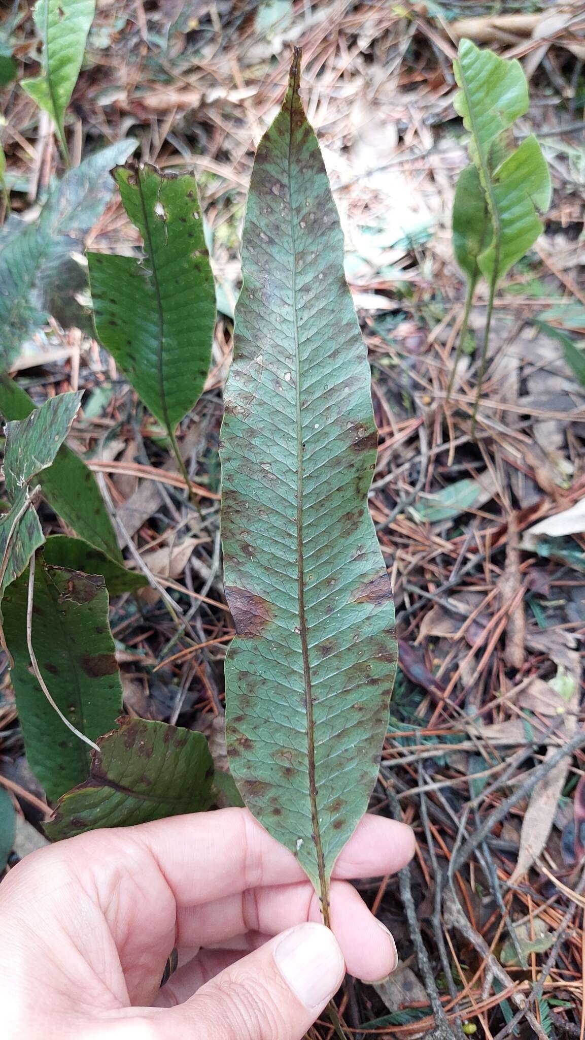 Image of Serpocaulon levigatum (Cav.) A. R. Sm.