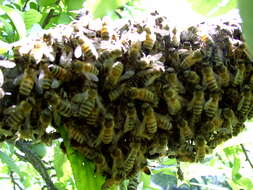 Image of Apis mellifera ligustica