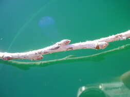 Image of White Poplar