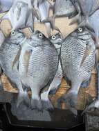 Image of Black Bream