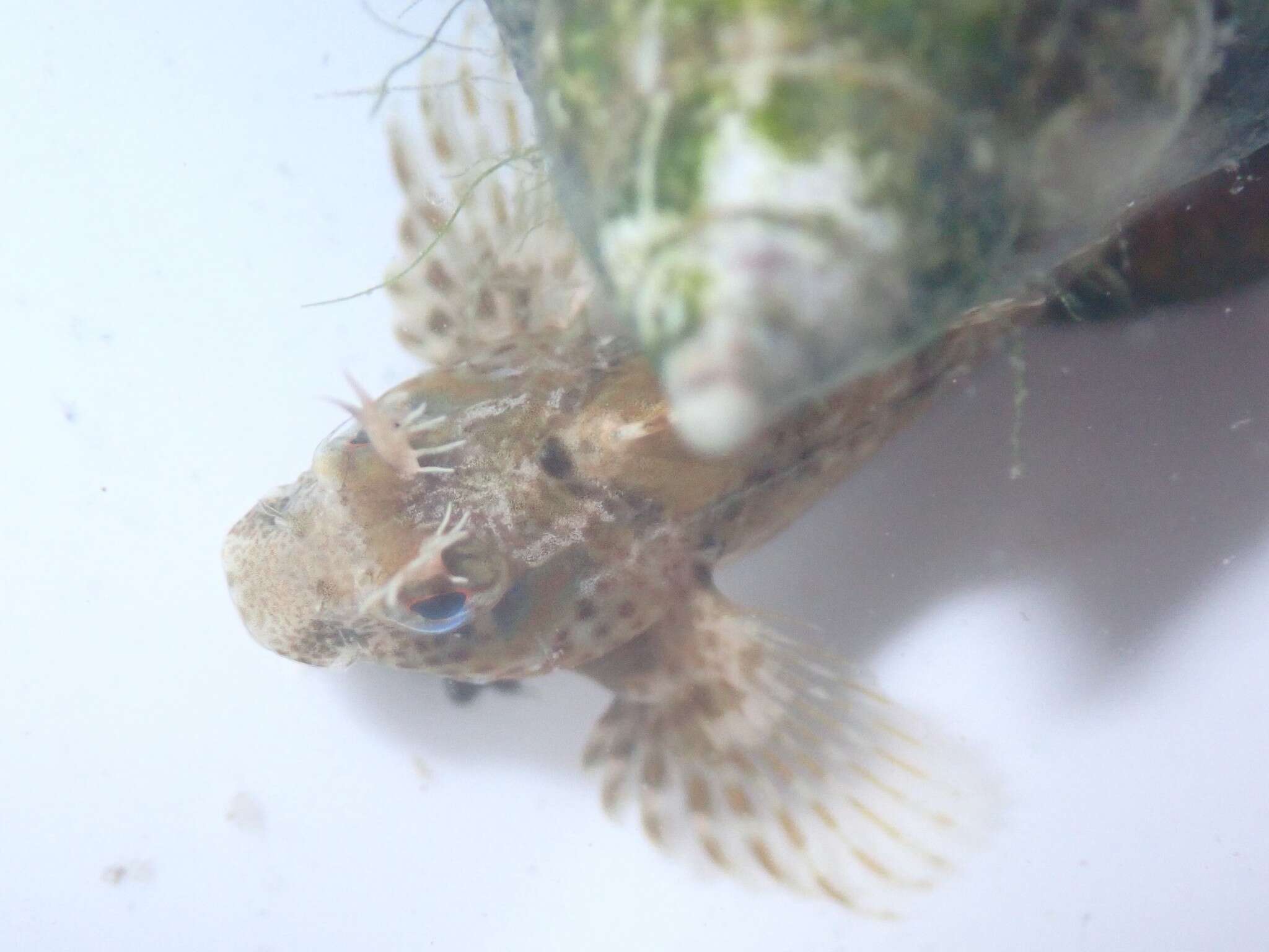 Image of Feather Blenny