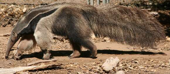 Image of Giant anteaters