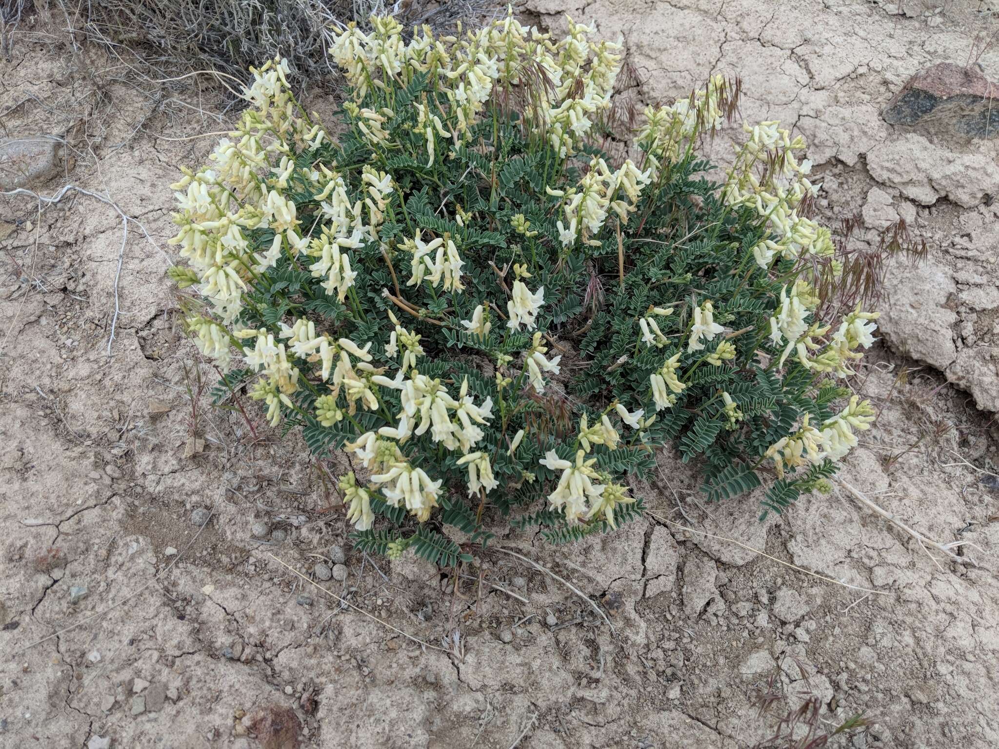 Imagem de Astragalus gibbsii Kellogg