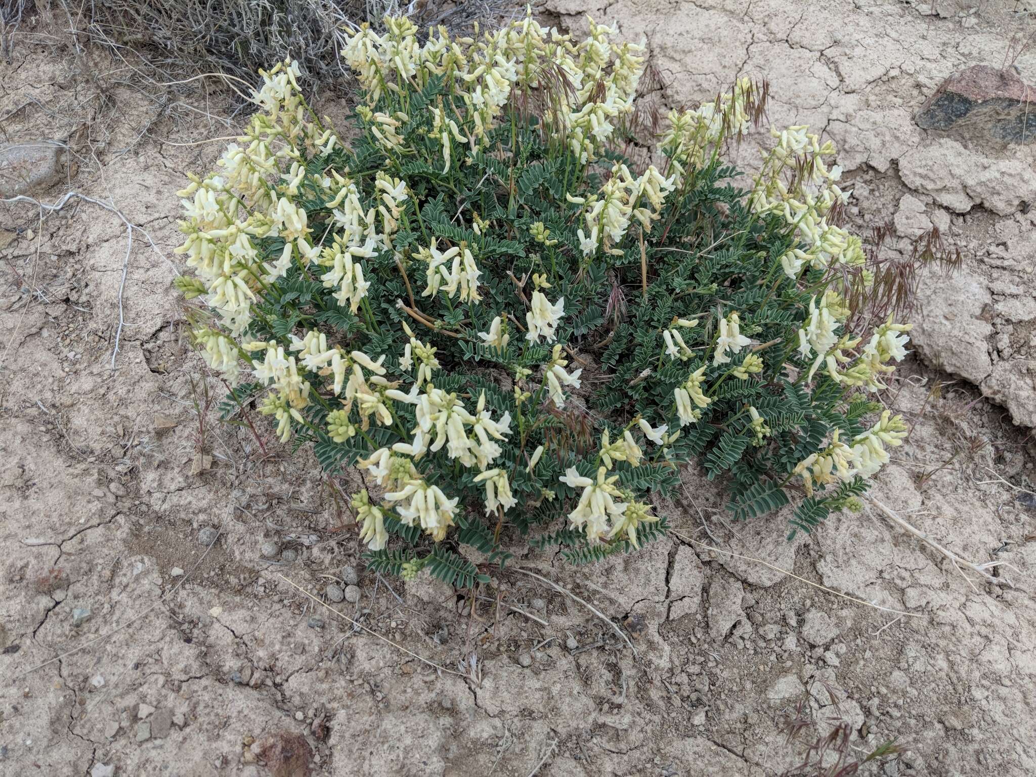 Sivun Astragalus gibbsii Kellogg kuva