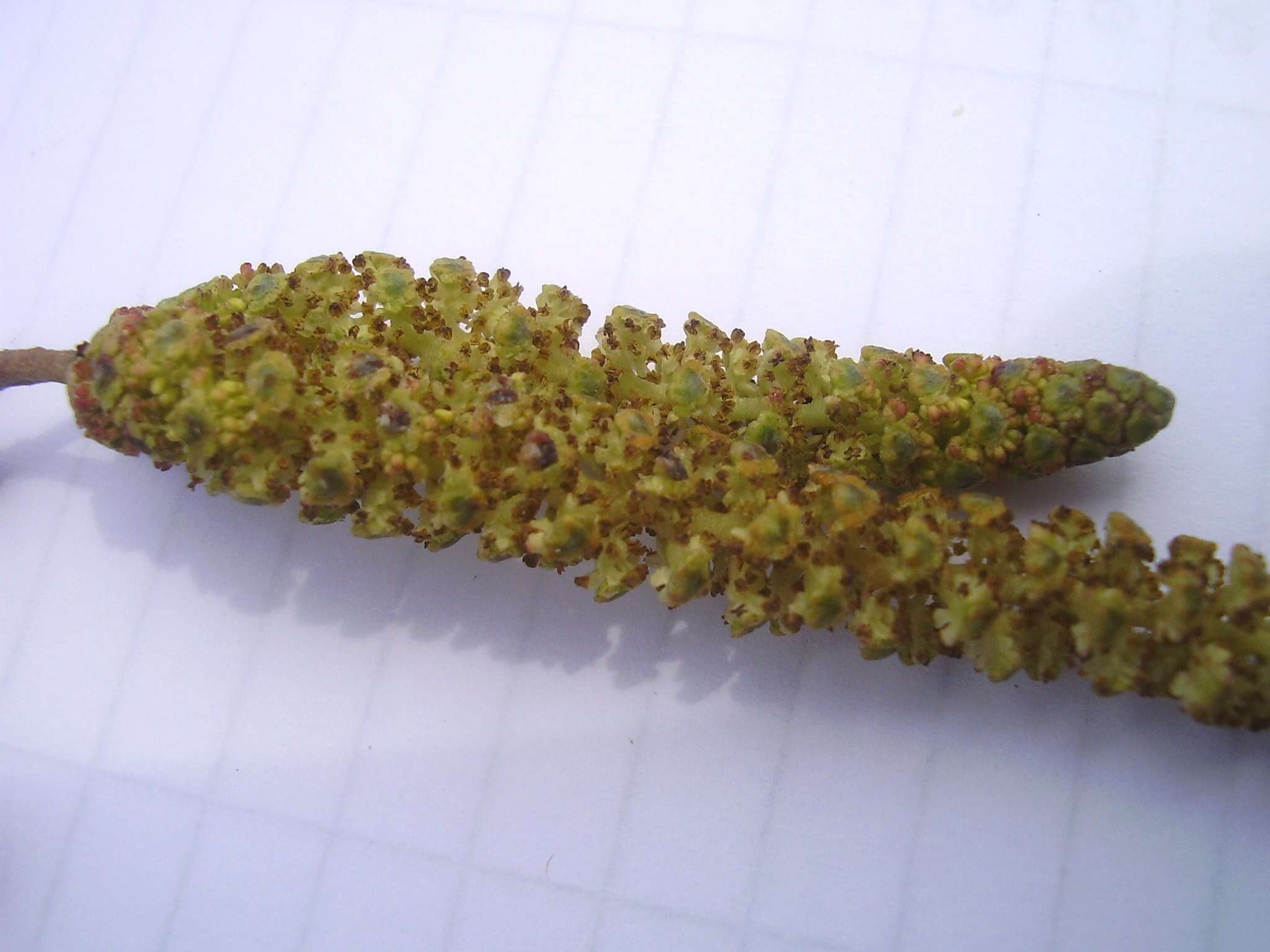 Image of European alder