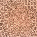 صورة Leptodontium paradoxum Stone & G. A. M. Scott 1981