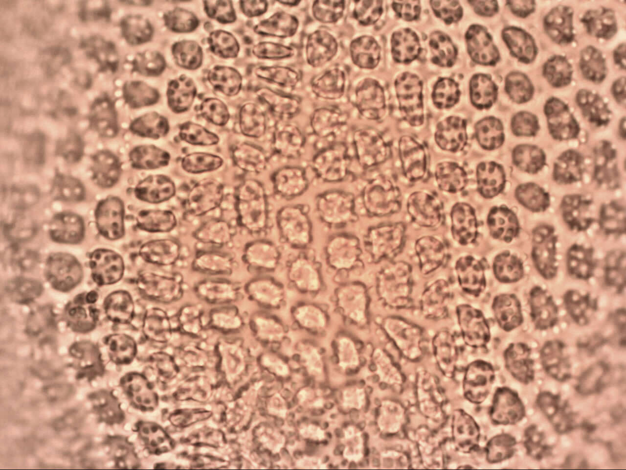 Image of Leptodontium paradoxum Stone & G. A. M. Scott 1981