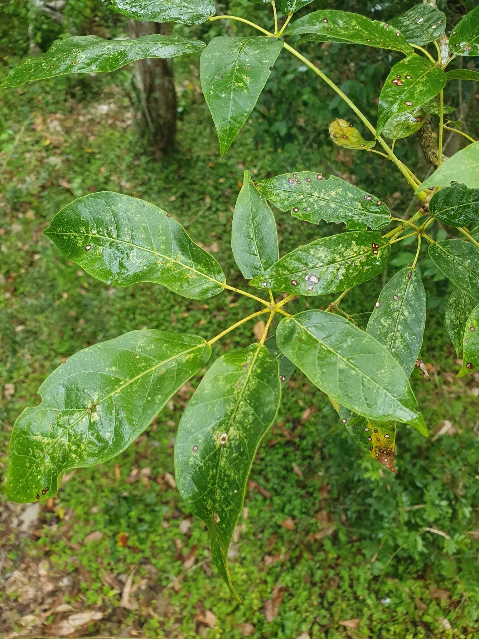 Image of Ekmanianthe longiflora (Griseb.) Urb.