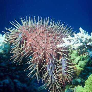 Image of crown of thorns starfish