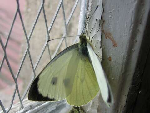 Image of cabbage butterfly