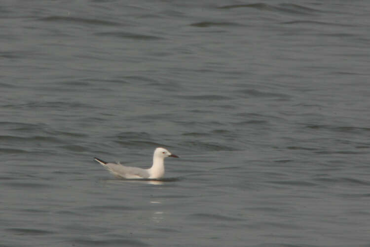 Image of Slender-billed Gull