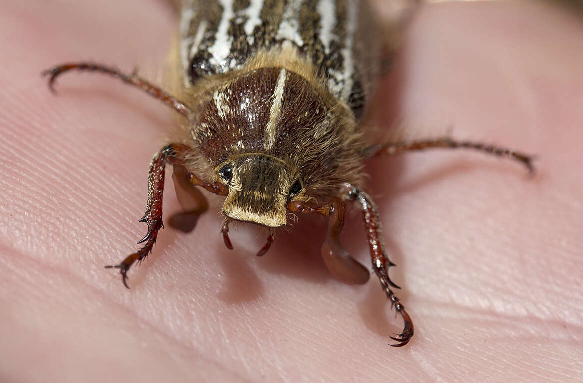 Image of Mount Hermon June beetle