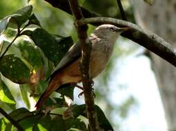 Image of Chestnut-tailed Starling