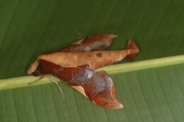 Image of Callionima nomius (Walker 1856)