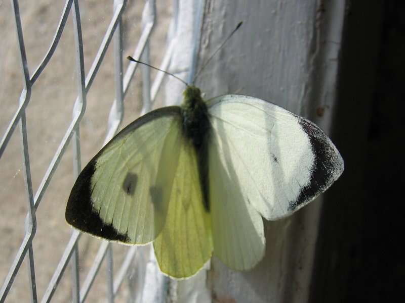 Image of cabbage butterfly