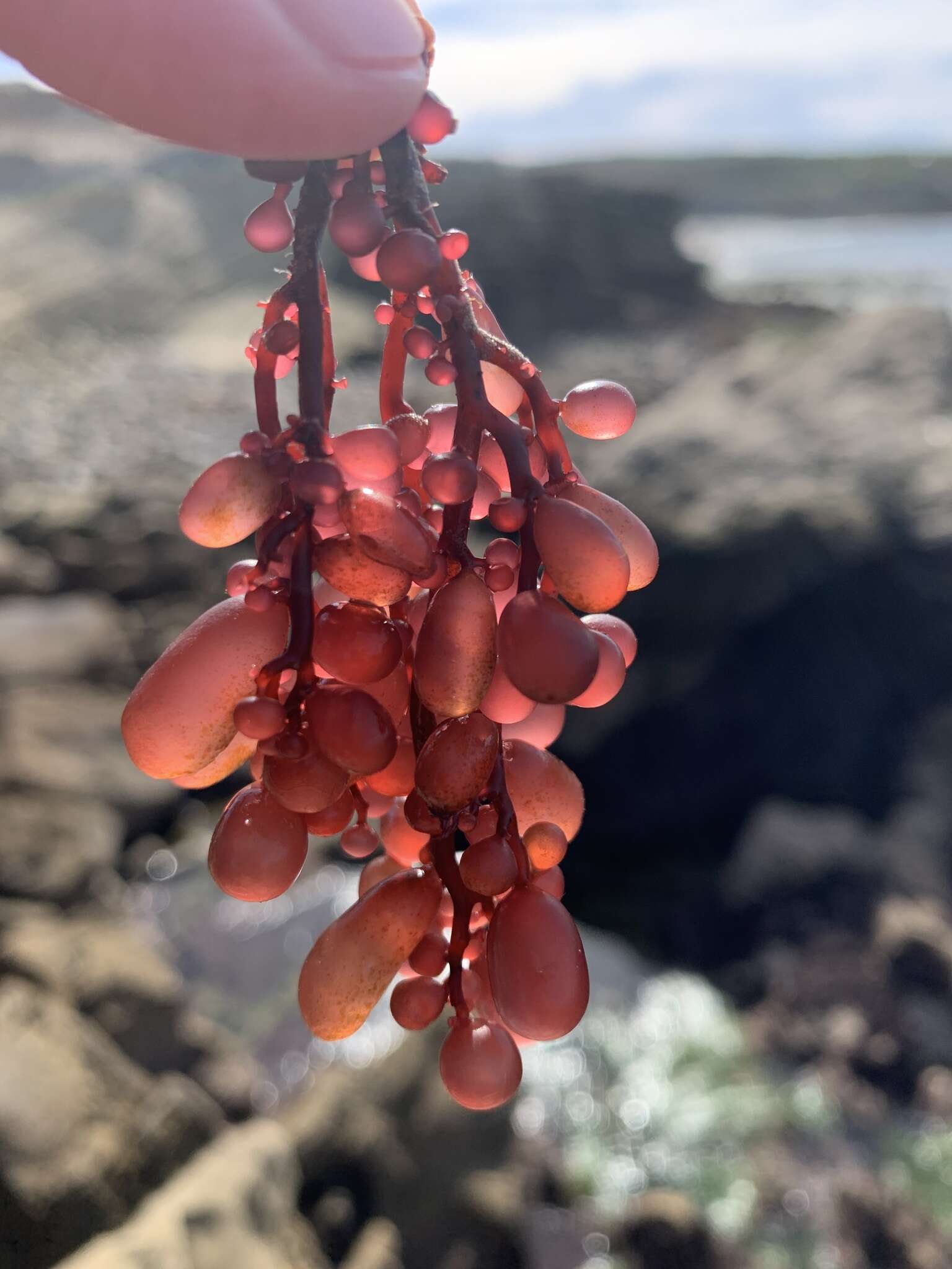 Imagem de Botryocladia pseudodichotoma