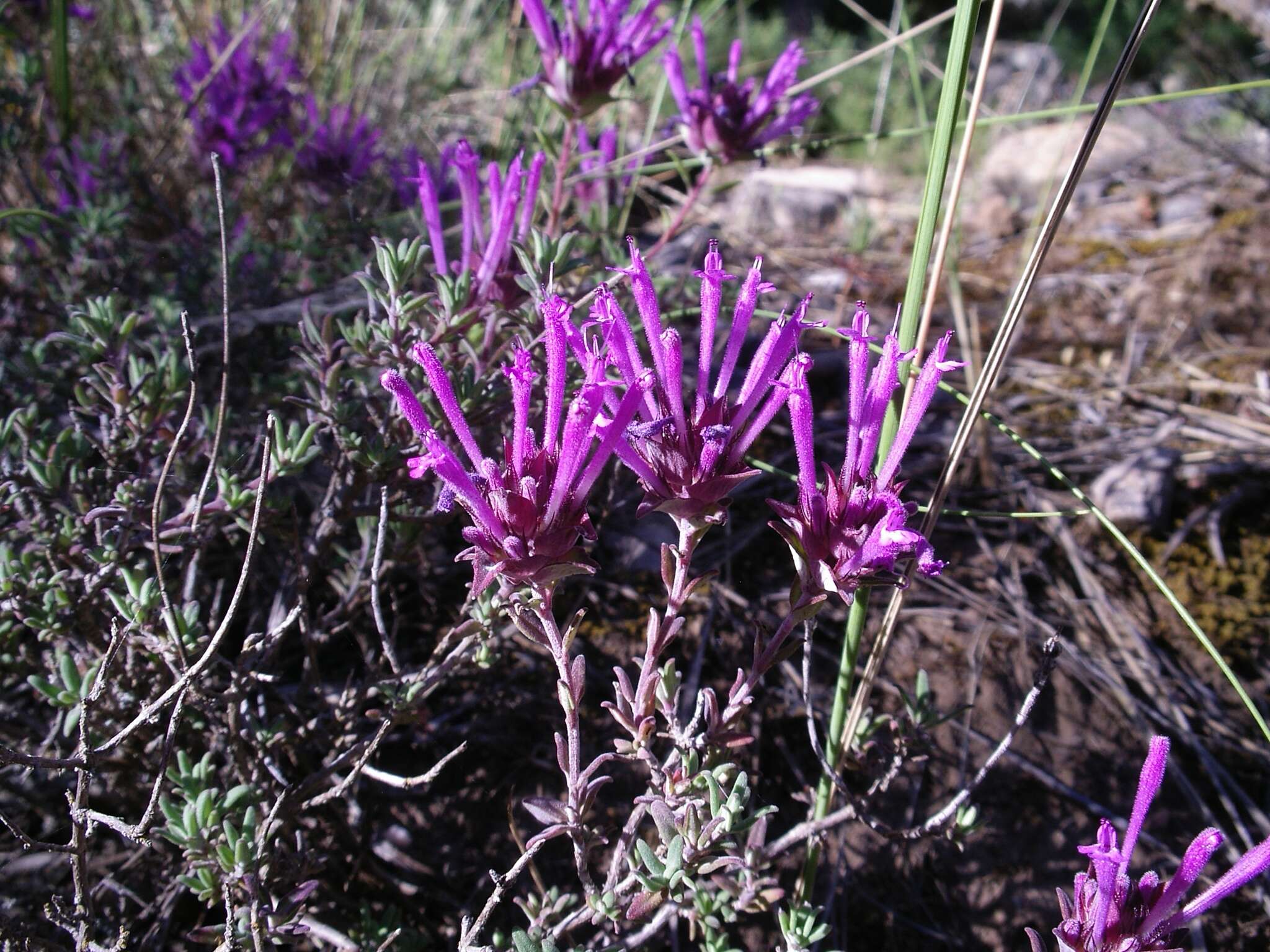 Image of Thymus longiflorus Boiss.