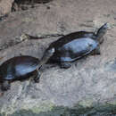 Слика од Melanochelys trijuga parkeri (Deraniyagala 1939)