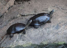 Image of Melanochelys trijuga parkeri (Deraniyagala 1939)