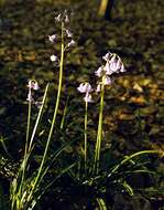 Image of Common Bluebell