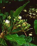 Image de Anthocleista grandiflora Gilg